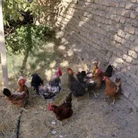 فروش مرغ محلی تخم گذار و خروس