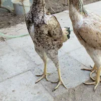 مرغ لاری اصل