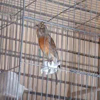 سینه سرخ قناری ابلق