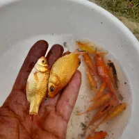 فروش انواع ماهی|ماهی|تهران, آزادشهر|دیوار