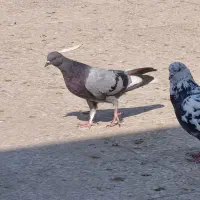 جوجه سبز دست سفید
