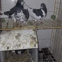 پرنده کفتر|پرنده|شیراز, شاهچراغ|دیوار