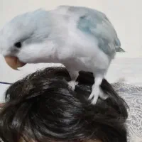 طوطی راهب گمشده