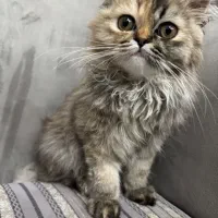 واگذاری گربه پرشین|گربه|مهاباد (آذربایجان غربی), |دیوار