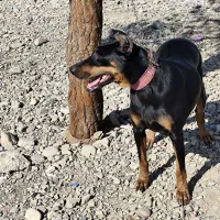 سگ دوبرمن|سگ|نسیم‌شهر, |دیوار