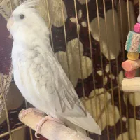 عروس هلندی|پرنده|تبریز, |دیوار