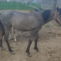 کره کاملا یورقه یکساله