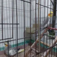 یو جفت عروسی هلندی مولد وسالم|پرنده|تهران, پاسداران|دیوار