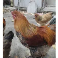 مرغ برهما