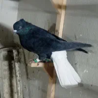 کفتر زاغ دم‌سفید و کرم دم‌سفید