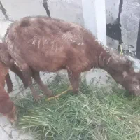 گوسفند با بره