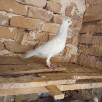 نر پاکستانی کاکلی