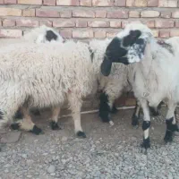 فروش فوری تعدادی گوسفند آبست و بره نر جاق|حیوانات مزرعه|زابل, |دیوار