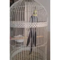 عروس هلندی نر