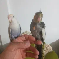 جوجه برزیلی با جوجه عروس|پرنده|پاکدشت, پاکدشت (مامازند)|دیوار