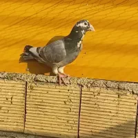 کبوتر نامه بر آلمانی