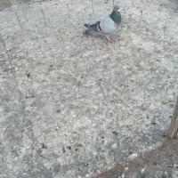 کبوتر