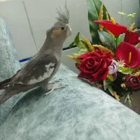 عروس هلندی ۵ ماهه سخنگو