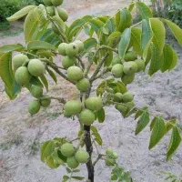 گردو خوشه ای پربار محصول زیاد