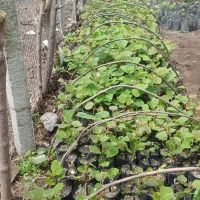 هایوارد|گل و گیاه طبیعی|حویق, |دیوار
