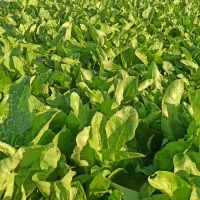 سبزی خورشتی رامهرمز|خوردنی و آشامیدنی|لردگان, |دیوار