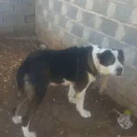 سگ ماده مناسب نگهبانی