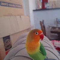 کوتوله برزیلی فیشر (نر)