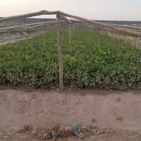 نهال پسته|گل و گیاه طبیعی|ماهان, |دیوار