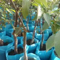 فروش نهال گردو پربار موجود در انواع متفاوت|خدمات باغبانی و درختکاری|اراک, |دیوار