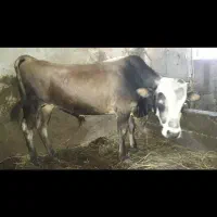 گوساله نر