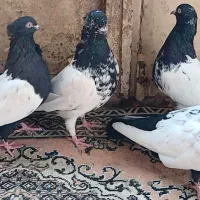 دوجفت کفتر جفتگاه پرشی بسیار درشت قلمدار|پرنده|قوچان, |دیوار