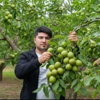 نهال اصلاح شده پیوندی بادام گردو و کل نهال