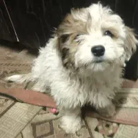 توله سگ شیتزو