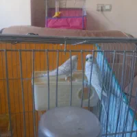 فروش دو جفت مرغ عشق خوشرنگ کشیده سرحال درشت مولد