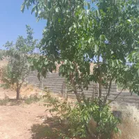 باغ شهری دهشیخ دارای درب و دیوار و برق و اب|فروش زمین و ملک کلنگی|ارژن, |دیوار