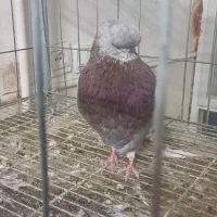 کبوتر نوک قنار