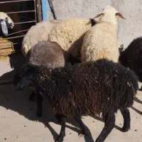 همه رقم گوسفند چاق گوشتی