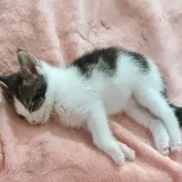 گربه