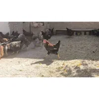 خروس|حیوانات مزرعه|اقلید, |دیوار