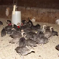 جوجه بوقلمون۴۰ روزه|حیوانات مزرعه|همدان, |دیوار