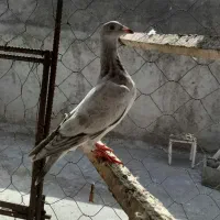 کبوتر جوانه نر|پرنده|آشخانه, |دیوار
