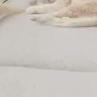 فروش گربه پرشین سفیدنسکافه ای