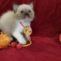 گربه های ملوس و شیطون|گربه|گرگان, |دیوار