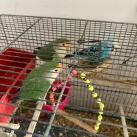 فروشی|پرنده|اندیشه, اندیشه فاز ۱|دیوار