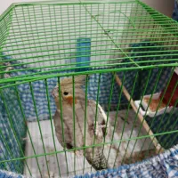 عروس ماده|پرنده|رشت, نخودچر|دیوار