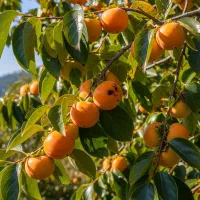 جشنواره پاییزی فروش نـهال صــنوبر تا 40٪ تخفیف|خدمات باغبانی و درختکاری|سنندج, |دیوار