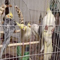 عروس|پرنده|تهران, سبلان (لشگر)|دیوار