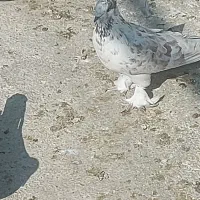 کفتر فروشی|پرنده|تهران, گرگان|دیوار