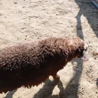 بره ماده به فروش می رسد|حیوانات مزرعه|رستم, |دیوار