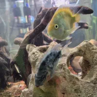 ماهی پرت|ماهی|تهران, دانشگاه شریف|دیوار